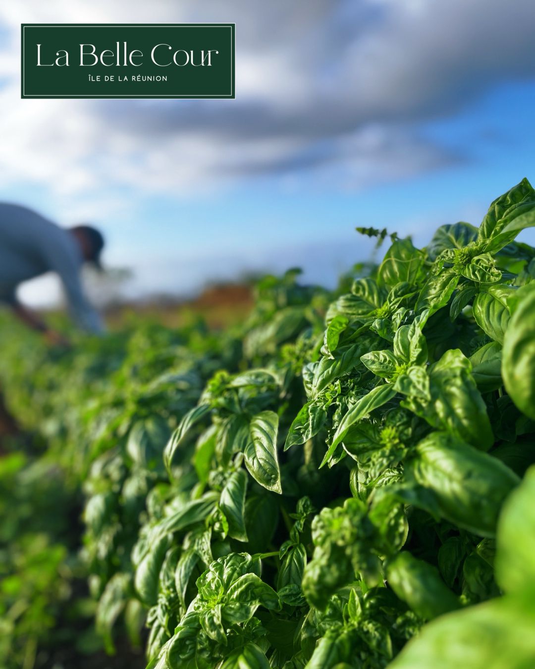 Pesto Basilic Moringa - Un délicieux pesto alliant la fraîcheur du basilic à la puissance nutritive du moringa. Idéal pour accompagner vos plats préférés.